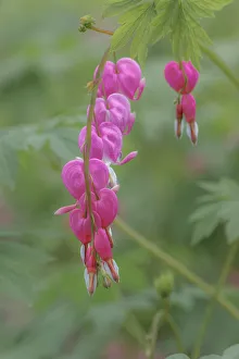 Images Dated 27th July 2020: Bleeding Heart spring wildflowers, Creasey Mahan Nature Preserve, Kentucky