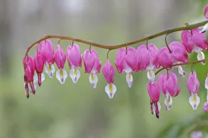 Images Dated 27th July 2020: Bleeding Heart spring wildflowers, Creasey Mahan Nature Preserve, Kentucky