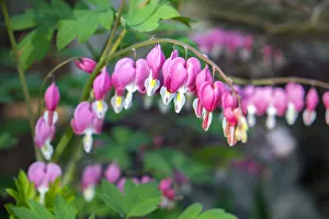 Heart Shape Prints: Bleeding Heart, USA