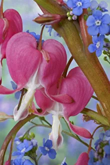 Bleeding Heart Prints: Detail of bleeding hearts and Brunnera Jack Frost flowers. Credit as: Don Paulson