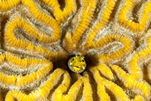 Hidden Prints: Blenny living in brain coral, Bonaire, N. A