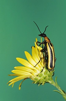 Grassland Prints: Blister Beetle, Meloidae, adult on Golden Aster, Willacy County, Rio Grande Valley