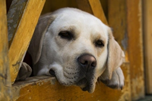 Relaxed Prints: Blond Labrador retriever, Patagonia, Chile