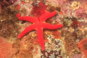 Images Dated 23rd June 2007: Blood Sea Star (Henricia leviuscula), Saint Lazerius Island near Sitka, S. E. Alaska