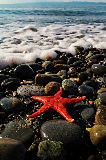 Images Dated 19th July 2024: Blood star on beach, Salt Creek Recreational Area, Port Angeles, Washington State, USA