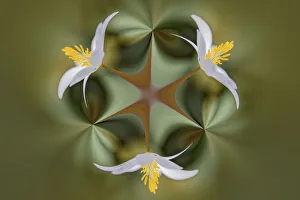 Bloodroot flower. The Parklands, Louisville, Kentucky
