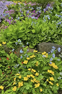 Chanticleer Prints: Bloom, Chanticleer Garden, Wayne, Pennsylvania