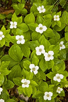 Bunchberry Prints: Blooming Bunchberry, Cornus canadensis, in Ellsworth, Maine