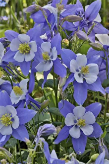 Kennett Square Prints: Blooming columbine, Longwood Gardens, Pennsylvania