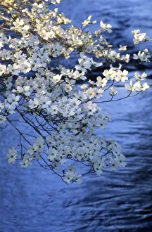 Seasonal Prints: Blooming Dogwood Trees in early morning light with water in background