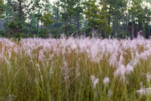 Images Dated 2019 October: Blooming Muhly grass in a prairie managed by prescribed fire