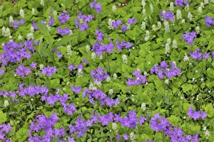 Chanticleer Prints: Blooming phlox, Chanticleer Garden, Wayne, Pennsylvania