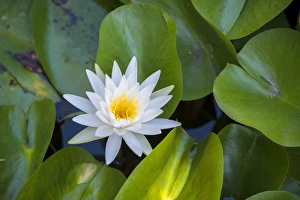 Nymphaeaceae Prints: Blooming water lily, Austin, Texas, USA