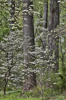 Hardwood Forest Prints: Blooming white dogwood amongst the hardwood tree. Mt. Cuba Center, Hockessin, Delaware