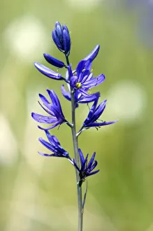 Images Dated 17th May 2007: The blossom of a camas lily in Valley County, Idaho