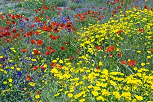 Images Dated 29th May 2010: Blossom in a field, Siena province, Tuscany, Italy