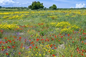 Images Dated 29th May 2010: Blossom in a field, Siena province, Tuscany, Italy