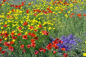 Images Dated 29th May 2010: Blossom in a field, Siena province, Tuscany, Italy