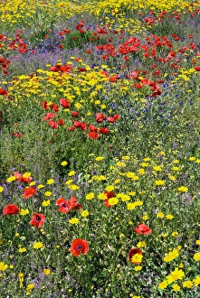 Images Dated 29th May 2010: Blossom in a field, Siena province, Tuscany, Italy