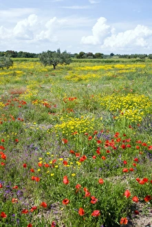 Images Dated 29th May 2010: Blossom in a field, Siena province, Tuscany, Italy