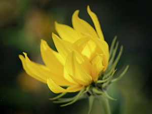 Sunflower Prints: Blossom of the Maximillian sunflower, New Mexico