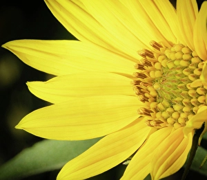 Grassland Prints: Blossom of the Maximillian sunflower, New Mexico