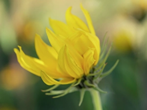 Grassland Prints: Blossom of the Maximillian sunflower, New Mexico