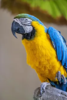 Parrot Prints: Blue-and-yellow Macaw
