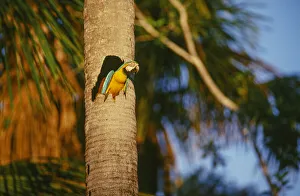 Nest Prints: Blue-and-Yellow Macaw perched in trunk nest cavity, Peru