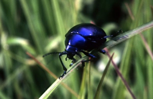 Russell Gordon Prints: Blue beetle. (species not known to photographer)