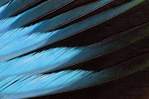 Images Dated 10th November 2011: Blue-bellied Roller Wing detail