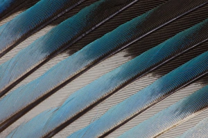 Images Dated 11th November 2011: Blue-bellied Roller Wing detail