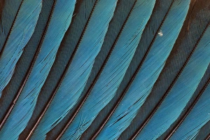 Blue-bellied Roller Wing detail