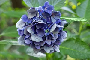 Lacecap Prints: Blue bigleaf hydrangea