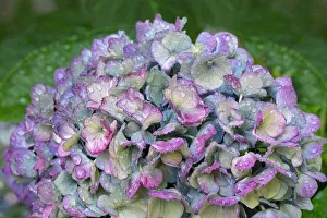 Blue bigleaf hydrangea
