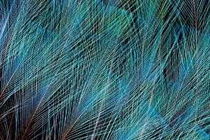 Images Dated 28th June 2010: Blue Bird of Paradise feathers