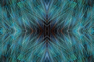 Images Dated 28th June 2010: Blue Bird of Paradise feathers