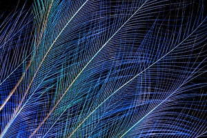 Images Dated 26th June 2010: Blue Bird of Paradise top knot feathers