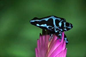 Blue and black Poison Dart Frog, Panama Blue, (Dendrobates auratus)