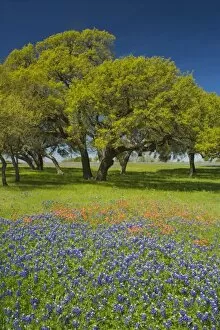 Blue Bonnets and Indian Paint Brush with backdrop of Oak Trees near Independance Texas