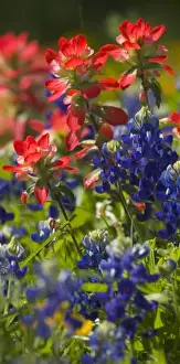 Images Dated 2nd April 2005: Blue Bonnets and Indian Paint Brush Texas Hill Country