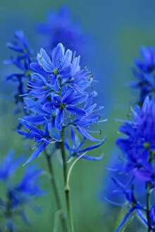 Blue Camas wildflowers in Montana