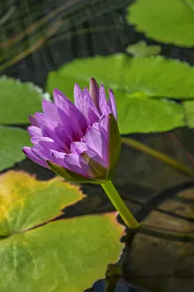 Floral And Botanical Prints: Blue Cape Water lily