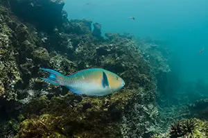 Images Dated 16th December 2014: Blue-chin Parrotfish (Scarus ghobban) GALAPAGOS ISLANDS, Ecuador, South America