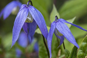 Images Dated 12th May 2012: Blue clematis flowering in spring in Bigfork, Montana, USA