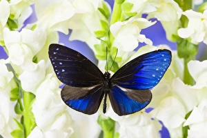 Images Dated 20th December 2014: Blue Crow Butterfly, Euphoea mulciber subvisaya