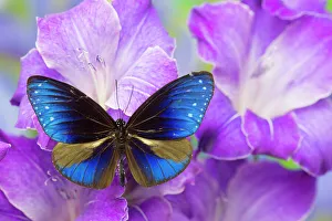 Glad Prints: Blue Crow Butterfly, Euphoea mulciber subvisaya