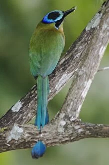 Images Dated 18th December 2006: Blue-crowned Motmot, Momotus momota, adult with insect prey, Central Valley, Costa Rica