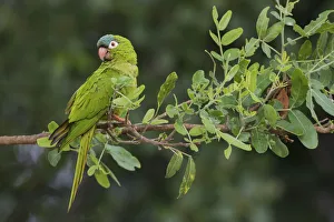 Images Dated 29th September 2017: Blue-crowned parakeet