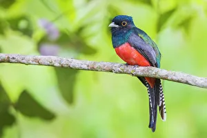 Blue-crowned trogon in the forest of Northern Peru
